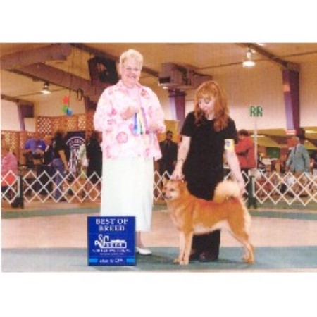 Finnish Spitz in Florida picture 2