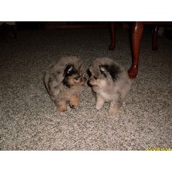 Pomeranian in Pennsylvania