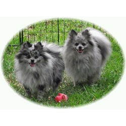 Pomeranian Breeder in Bear Lake, Pennsylvania