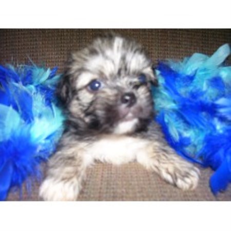 Lhasa Apso Breeder in Taylor Ridge, Illinois