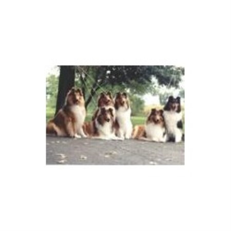 Collie Breeder in Pottstown, Pennsylvania