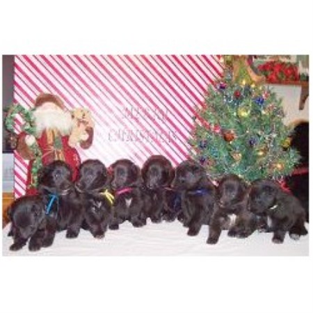 Groenendael Breeder in Fairbury, Nebraska