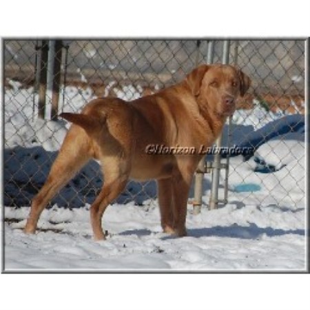 Labrador Retriever Breeder in Canon, Georgia