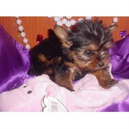 Morkie Breeder in Mobile, Alabama