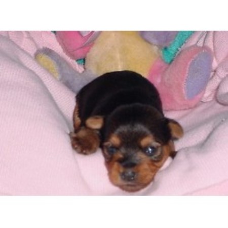 yorkie puppies in alabama terrier yorkie breeders in alabama yorkie puppies in alabama terrier yorkie breeders in alabama