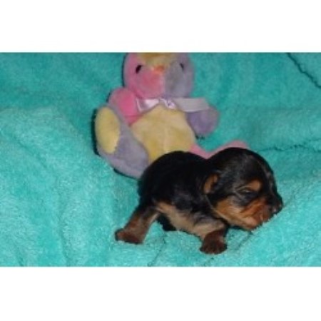 Yorkshire Terrier breeder in Mobile Alabama