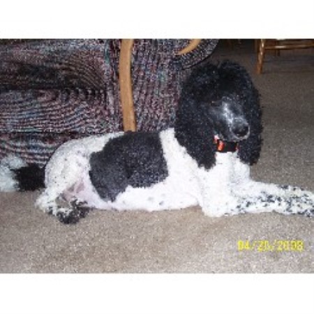 Poodle Standard Breeder in East Liverpool, Ohio