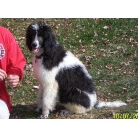 Poodle Standard in Ohio picture 2