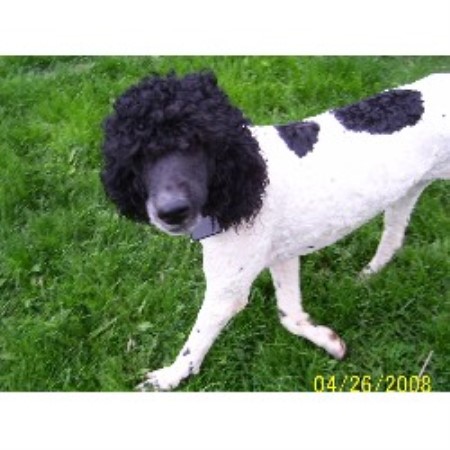 Poodle Standard breeder in East Liverpool Ohio