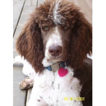 Poodle Standard breeder in Ohio picture 2