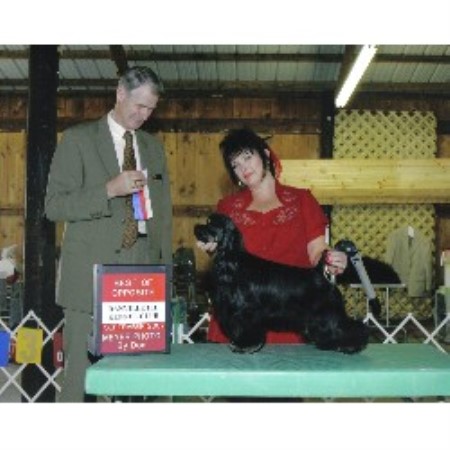 American Cocker Spaniel breeder in Indiana picture 2