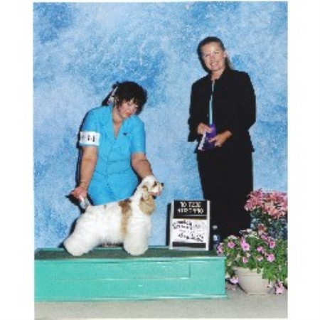 American Cocker Spaniel in Indiana picture 2