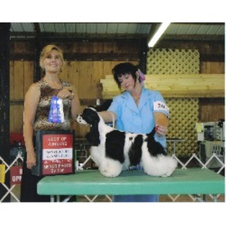 American Cocker Spaniel Breeder in Kokomo, Indiana