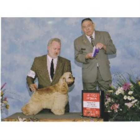 American Cocker Spaniel breeder in Kokomo Indiana