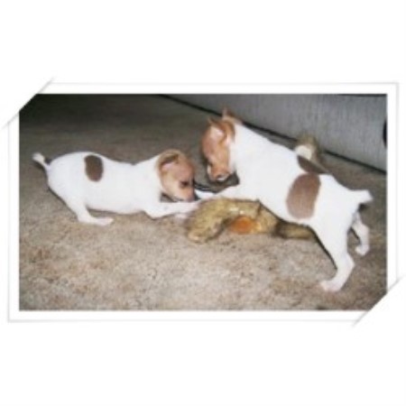Toy Fox Terrier Breeder in Biggar, Saskatchewan