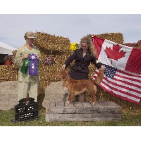 top dog kennels rescue on Hawks Nest Kennels, Nova Scotia Duck Tolling Retriever Breeder in ...