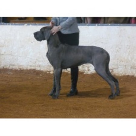 Great Dane breeder in Nova Scotia picture 2