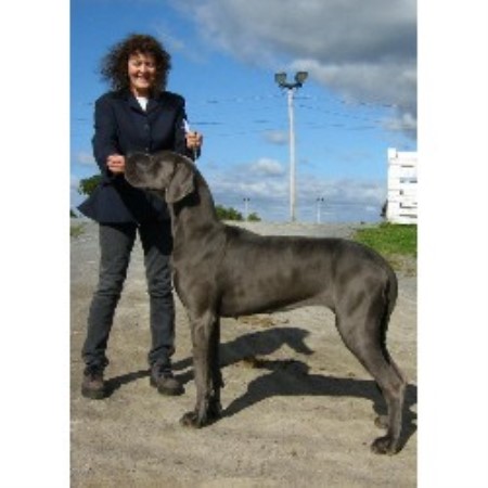 Great Dane breeder in Debert Nova Scotia