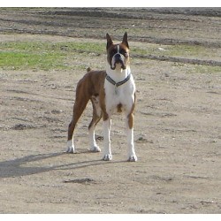 Boxer Breeder in Kindersley, Saskatchewan