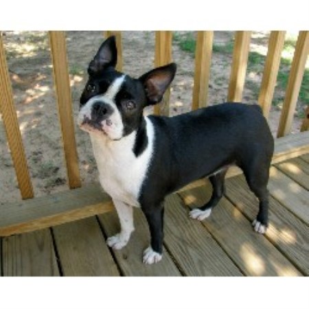 terrier boston breeder carolina south kennel