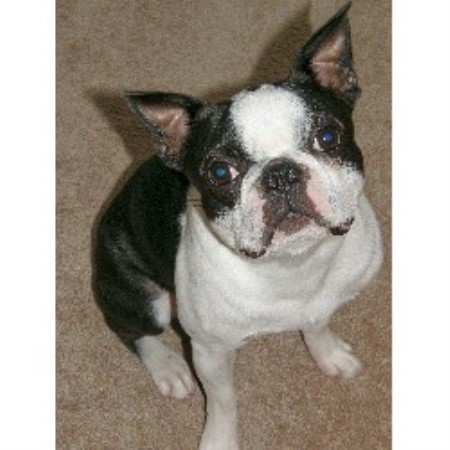 Boston Terrier breeder in Anderson South Carolina
