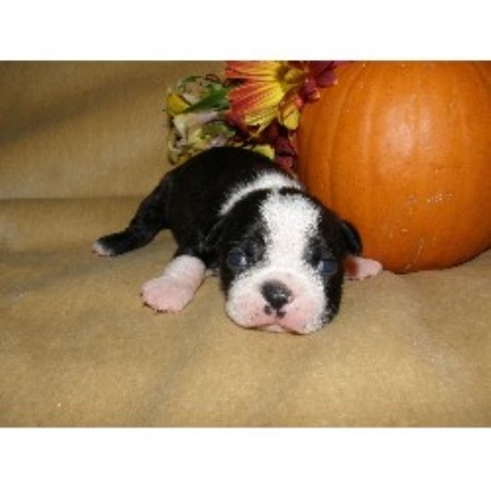 Boston Terrier in South Carolina picture 2