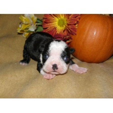 puppies for sale in florence sc boston terrier puppies for saleadoption in south carolina breeds picture puppies for sale in florence sc boston terrier puppies for saleadoption in south carolina breeds picture