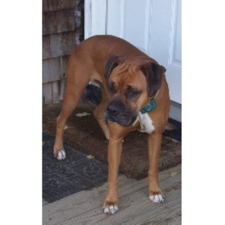 Boxer Breeder in Bangor, Maine