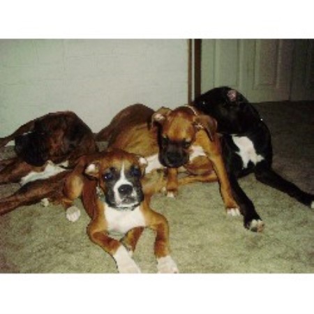 Boxer Breeder in Delta, Iowa