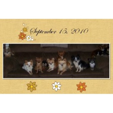 Chihuahua Breeder in Holland Patent, New York