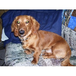 Bailey at one year