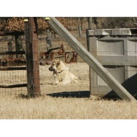 Anatolian Shepherd Dog Breeder in Martin, Tennessee