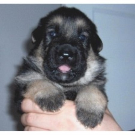 German Shepherd Dog breeder in St. Andrews West Ontario