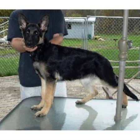 GSD,Alsatian in Ontario