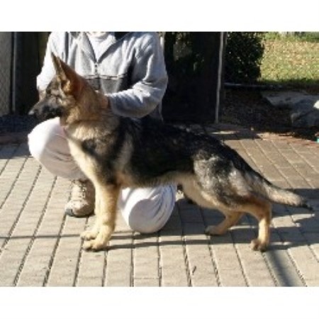 GSD,Alsatian in Ontario picture 2