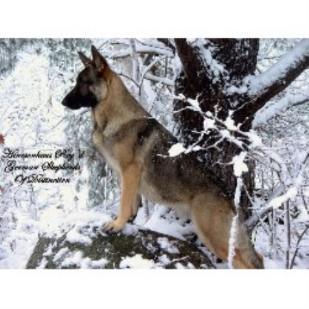 GSD,Alsatian breeder in Ontario picture 2