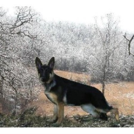 German Shepherd Dog Breeder in St. Andrews West, Ontario