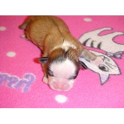 Shih Tzu breeder in Massillon Ohio
