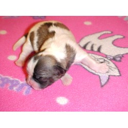 Shih Tzu in Ohio