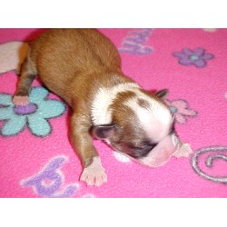 Shih Tzu in Ohio picture 2