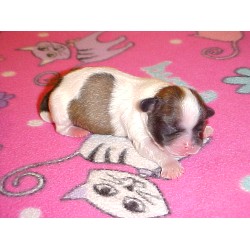 Shih Tzu breeder in Ohio picture 2
