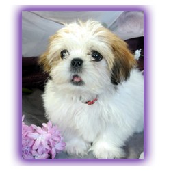 Shih Tzu Breeder in Massillon, Ohio