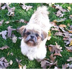 Yorkie in Wisconsin picture 2
