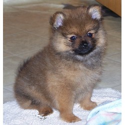 Yorkie breeder in Wisconsin picture 2