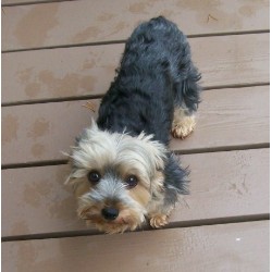 Yorkshire Terrier Breeder in Shawano, Wisconsin
