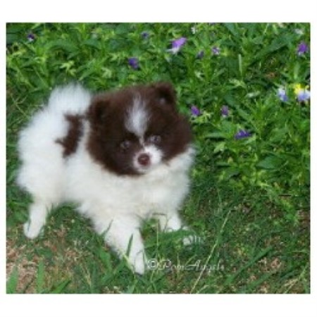 free pomeranian puppies in alabama touch poms pomeranian breeder in ethelsville alabama listing id 11208 free pomeranian puppies in alabama touch poms pomeranian breeder in ethelsville alabama listing id 11208