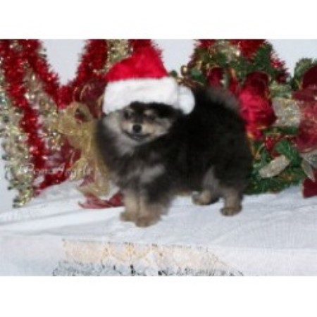 Pomeranian in Alabama