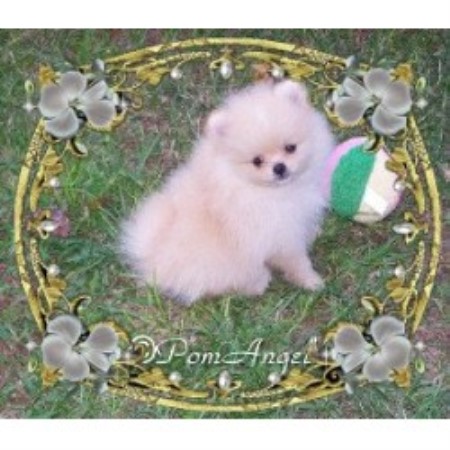 Pomeranian breeder in Liberty Alabama