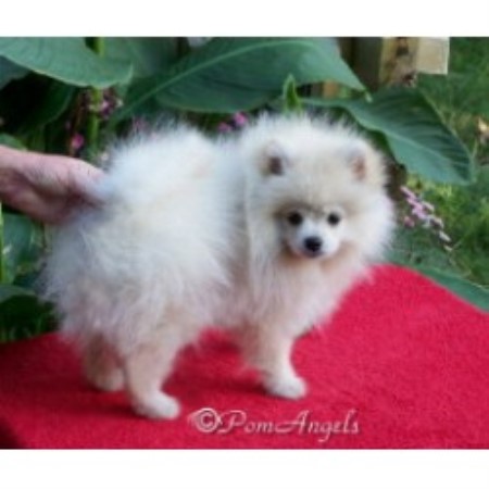White Poms