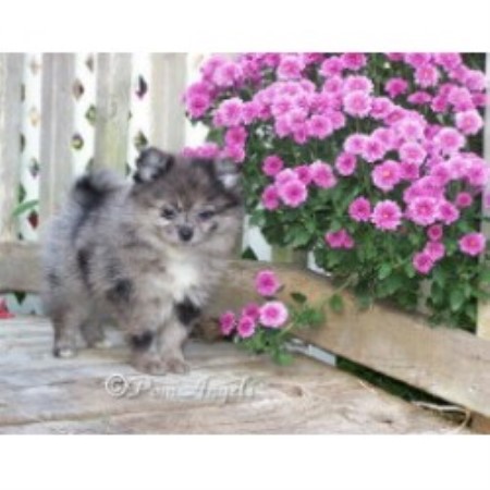 Pomeranian breeder in Alabama picture 2